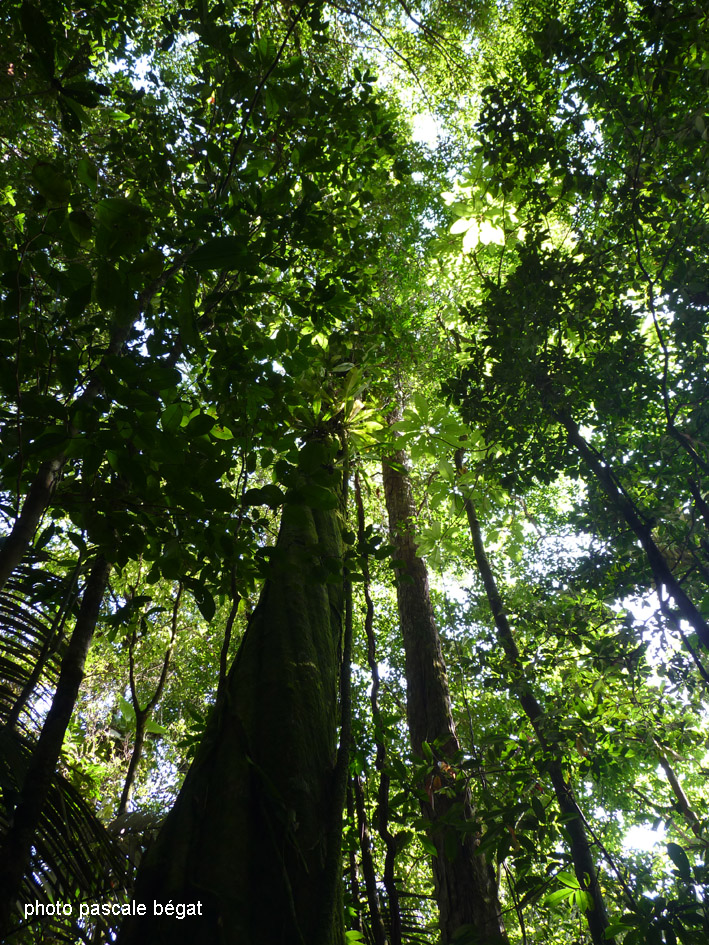 Sapoukaï Saut Lavillette -Guyane