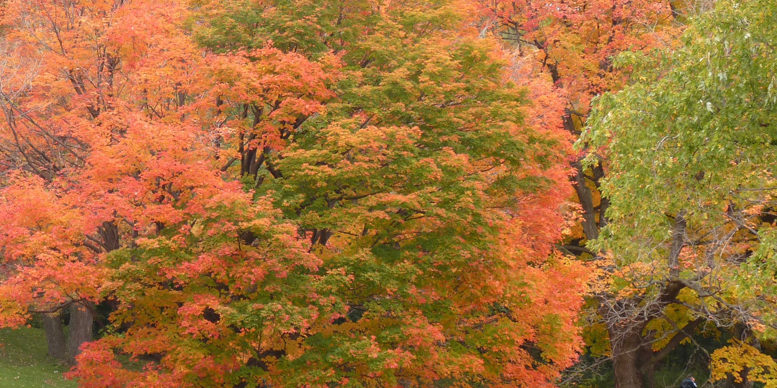 Voeux 2015 : Approove by Pascale Bégat