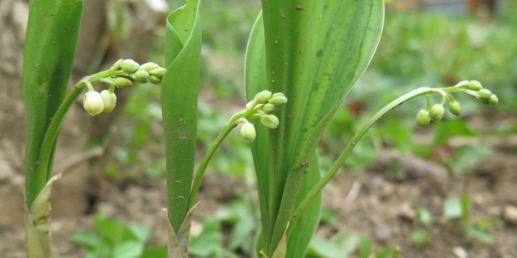 Tout le bonheur du monde pour vous et votre entreprise !