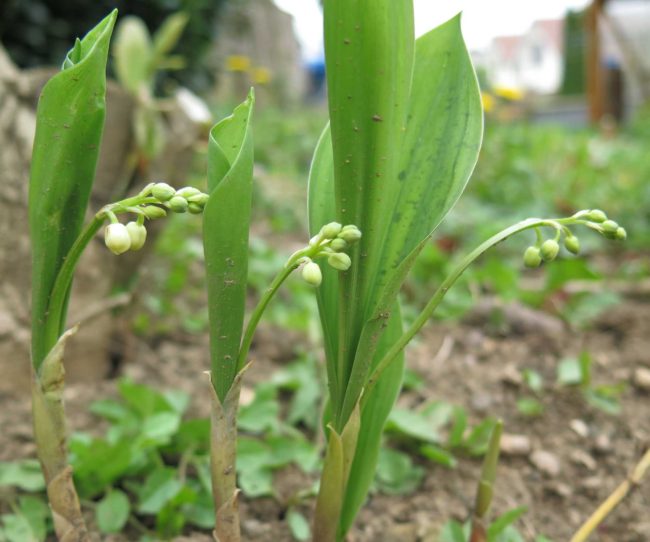 muguet-be-happy Tout le bonheur du monde pour vous et votre entreprise !